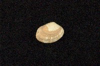 藏品(小眼花簾蛤)的圖片